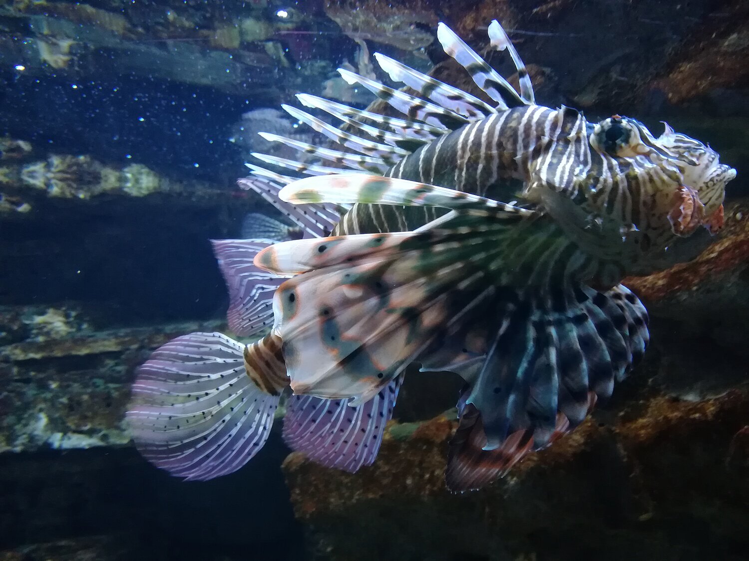 Der Rotfeuerfisch stammt aus dem Roten Meer und breitet sich als invasive Art im Mittelmeer aus. Das Bild zeigt einen schwimmenden Rotfeuerfisch.