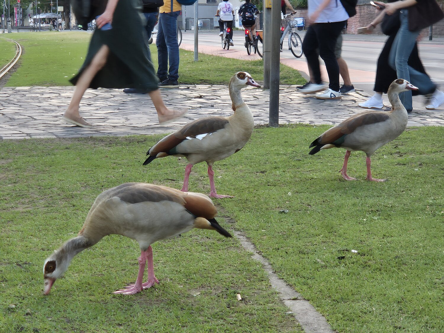 Nilgänse auf einer öffentlichen Grünfläche in Frankfurt. Nilgänse auf einer öffentlichen Grünfläche in Frankfurt.