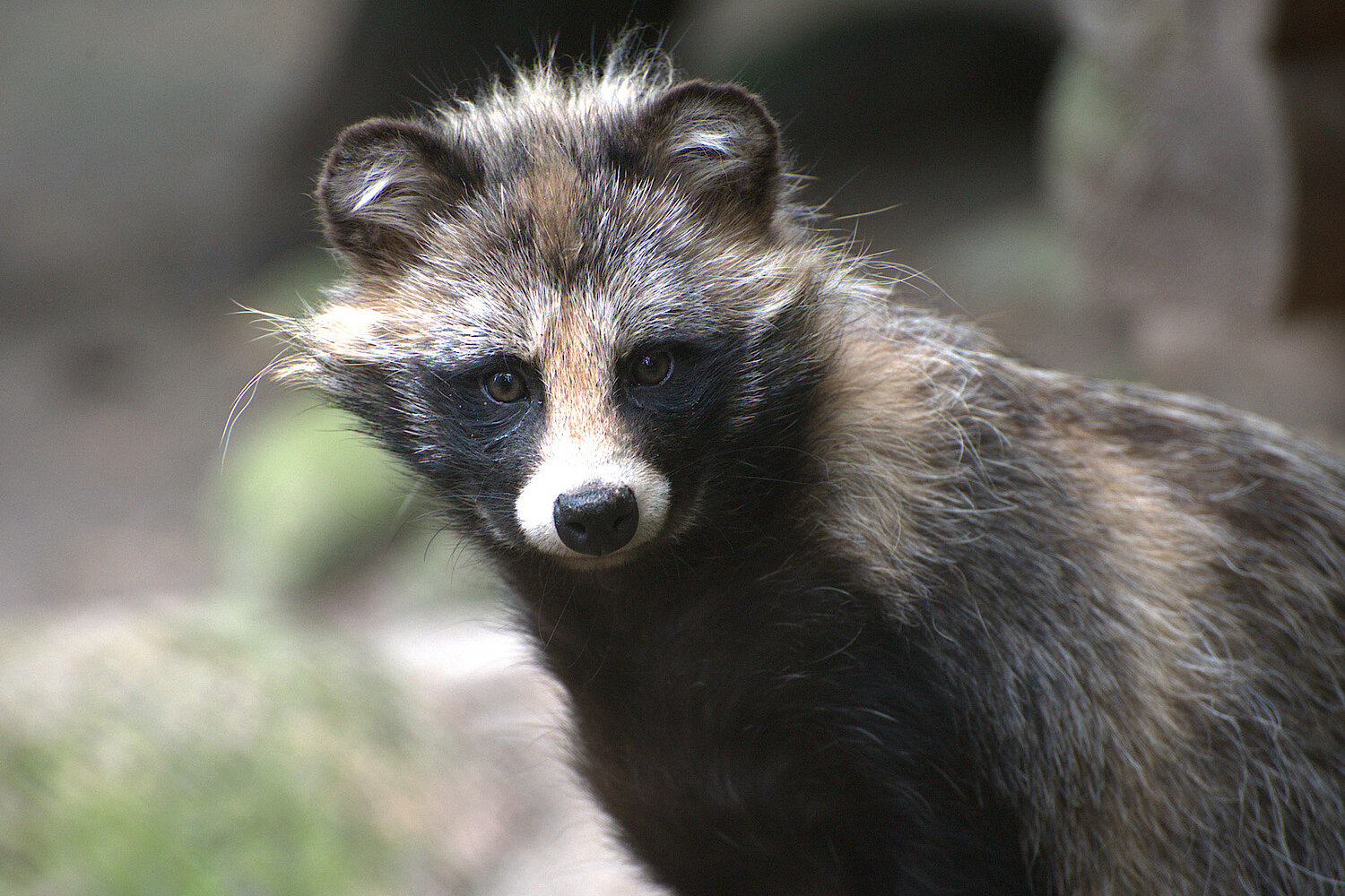 Nyctereutes procyonoides - Marderhund