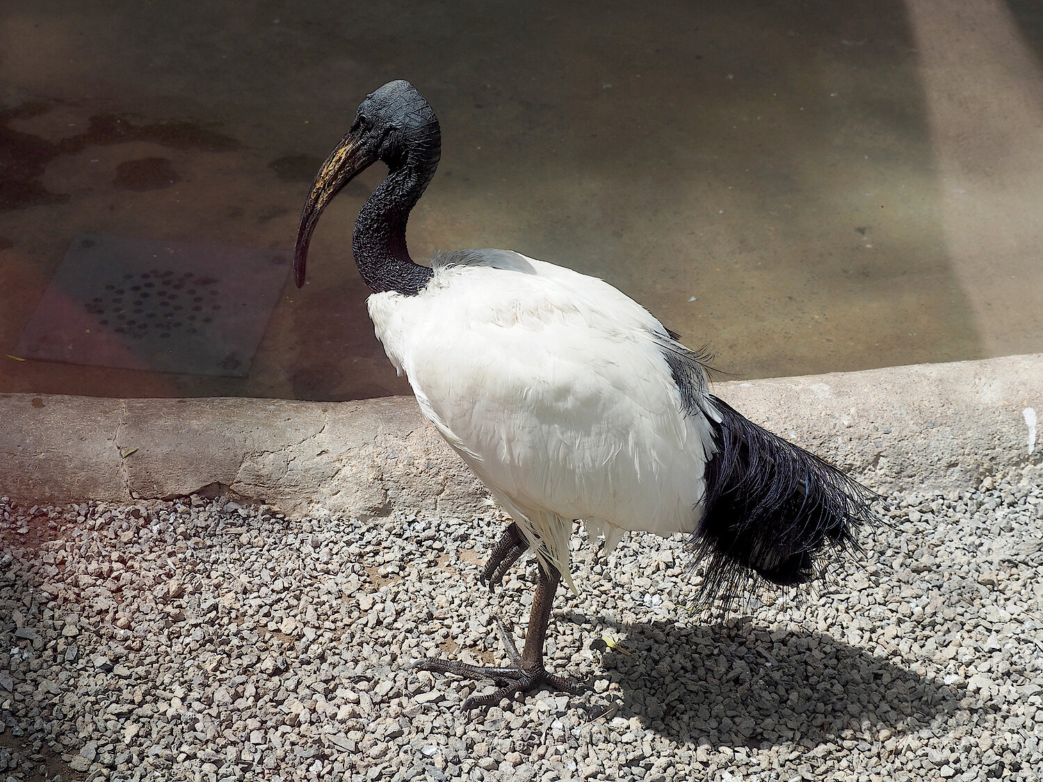 Foto Heiliger Ibis