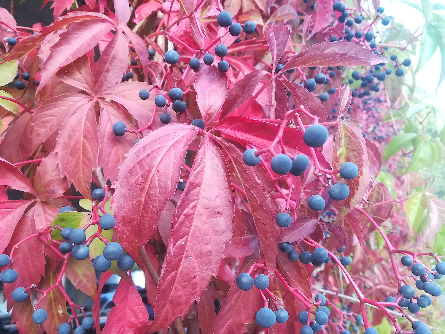 Rote Herbstblätter und dunkle Beeren des Wilden Weines