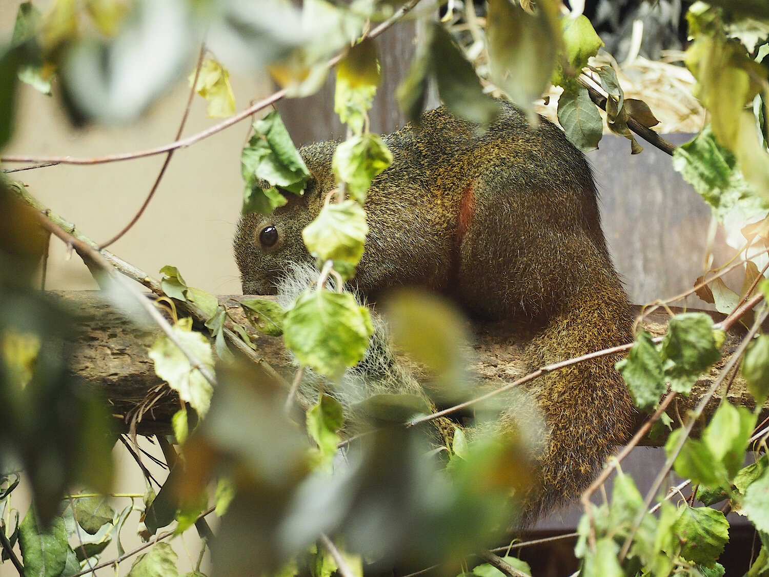 Foto Pallas Hörnchen