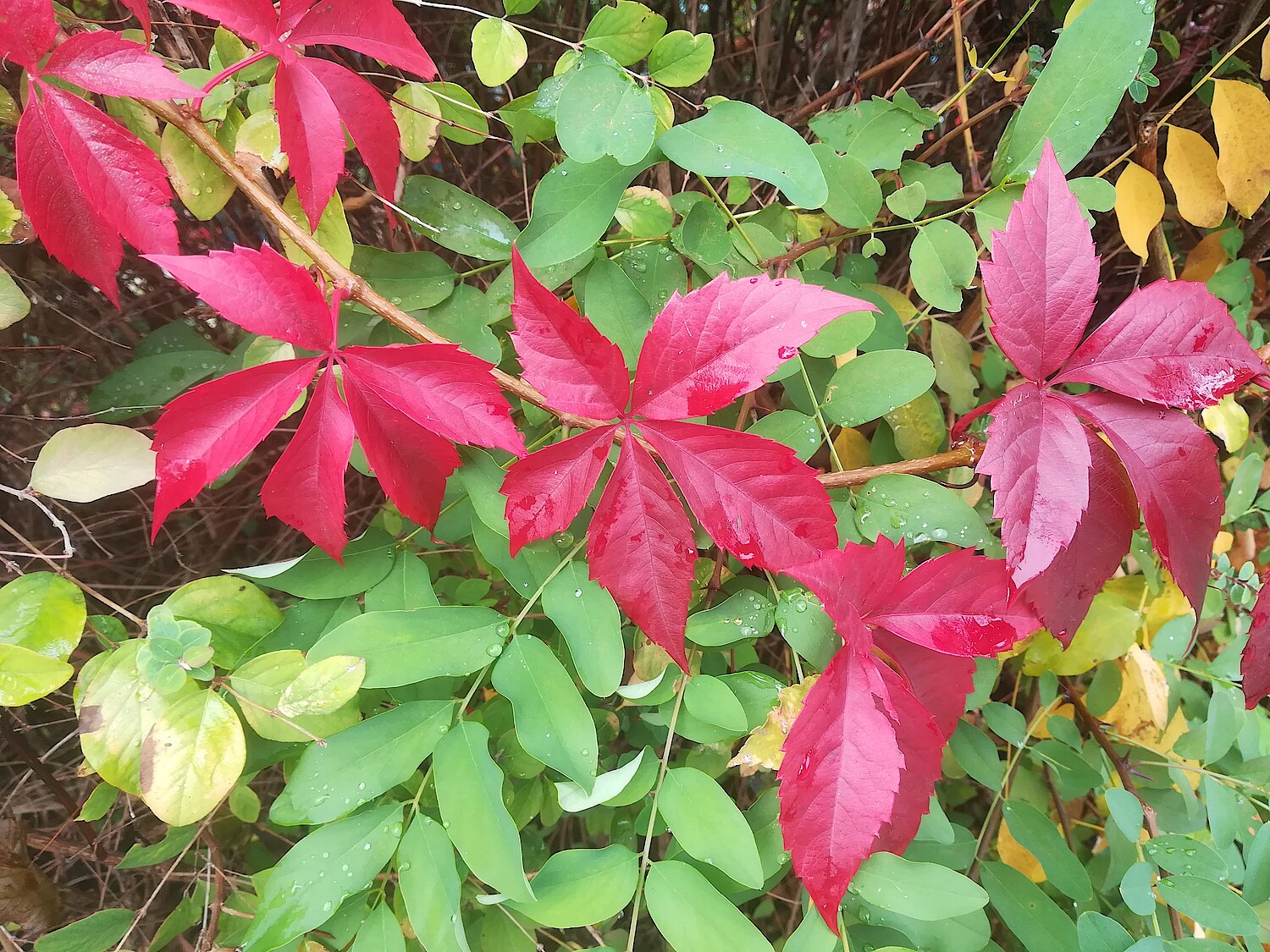 Herbstliche, leuchtend rot gefärbte Blätter des Wilden Weins über grünen Robinienblättern.
