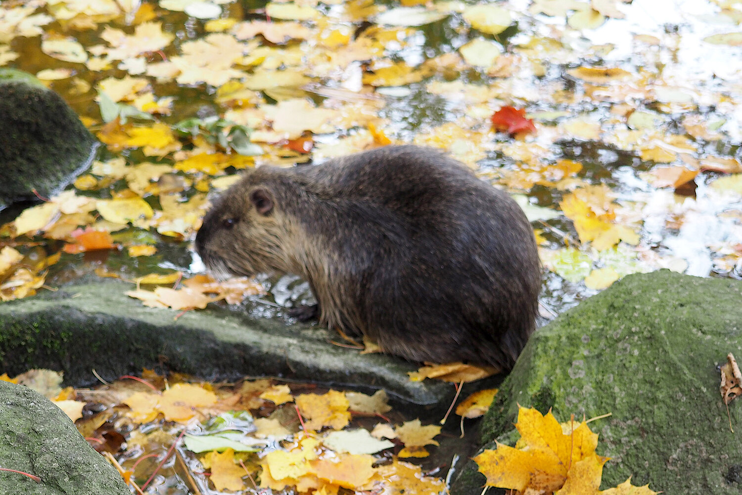 Foto Nutria