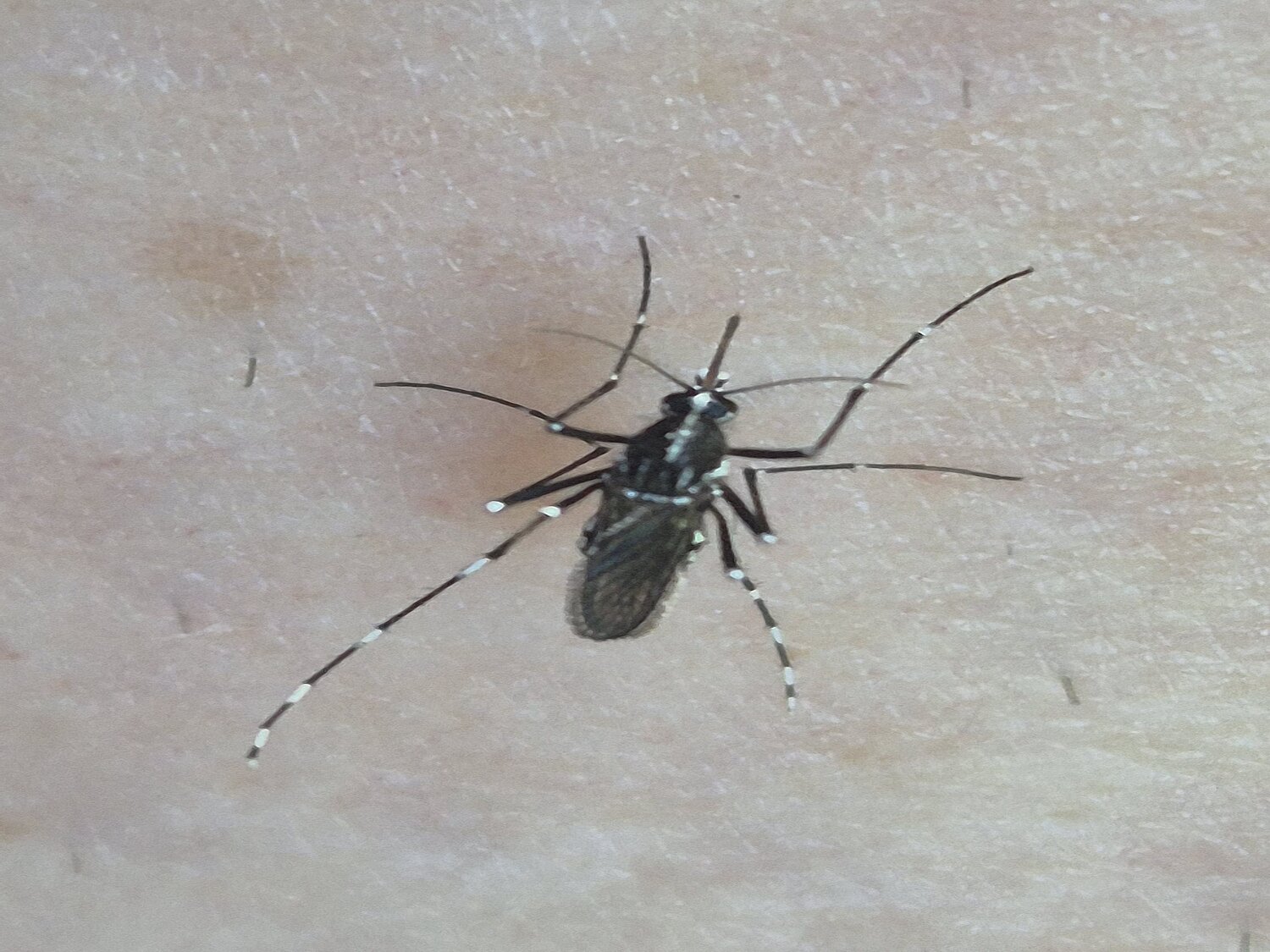 Asiatische Tigermücke in eine Haut stechend.