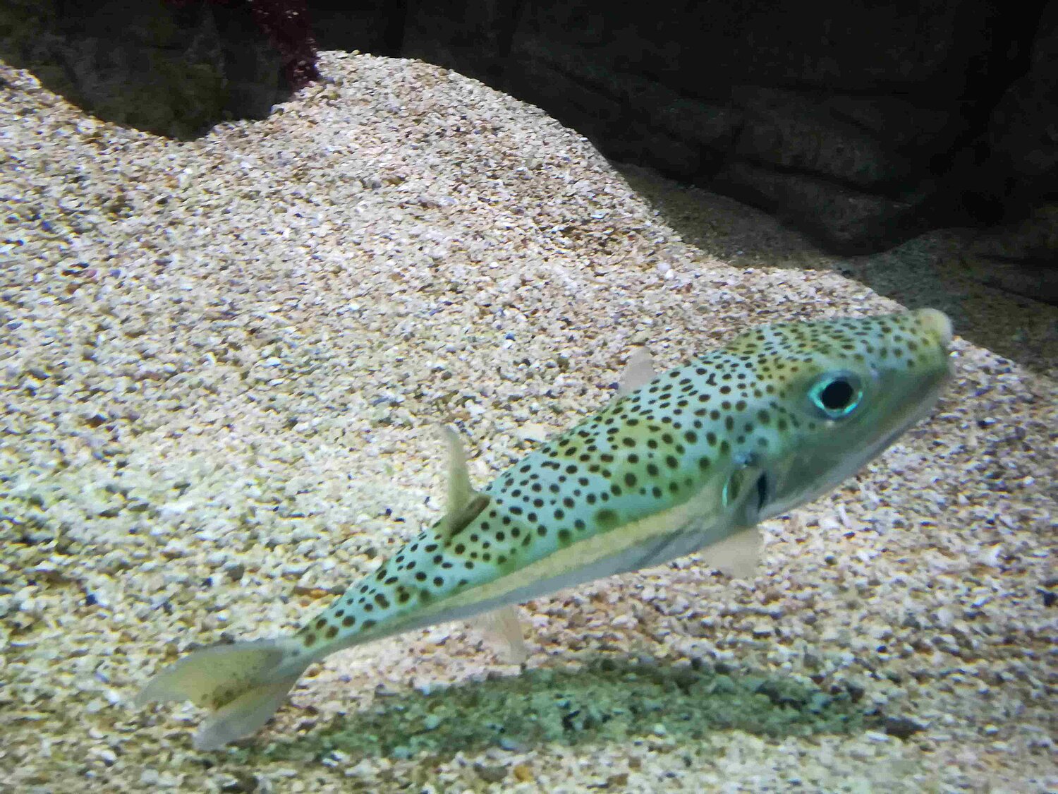 Hasenkopf-Kugelfisch - fotografiert in einem Aquarium in Kreta.
