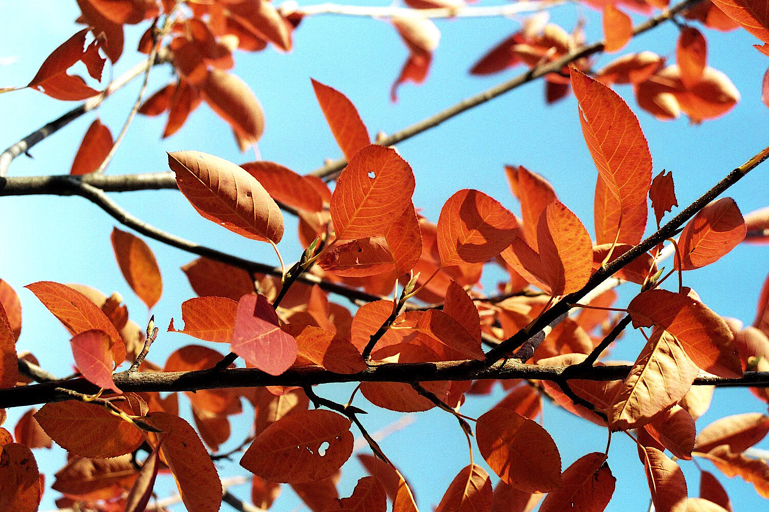 Foto Herbstblätter