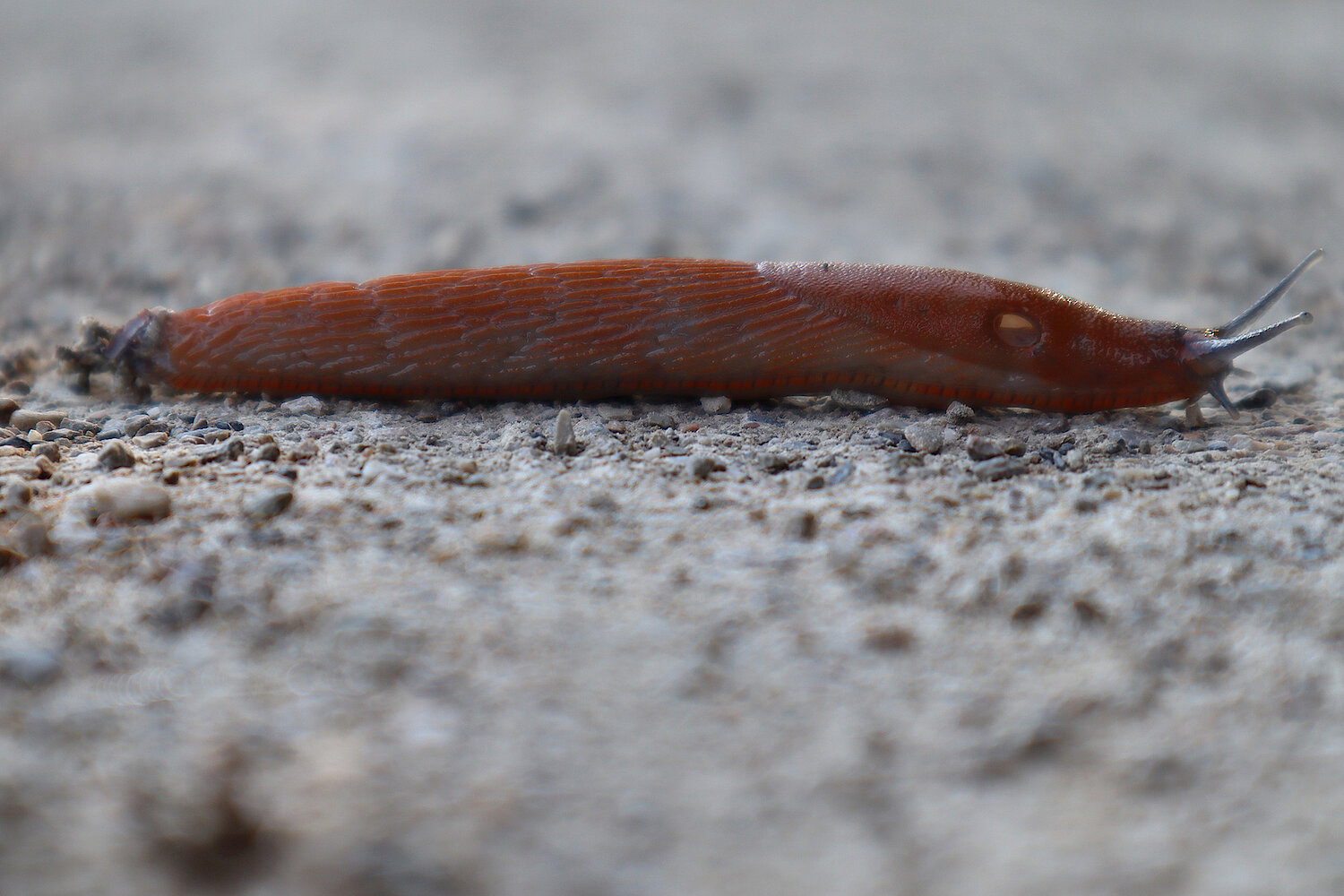 Foto Nacktschnecke