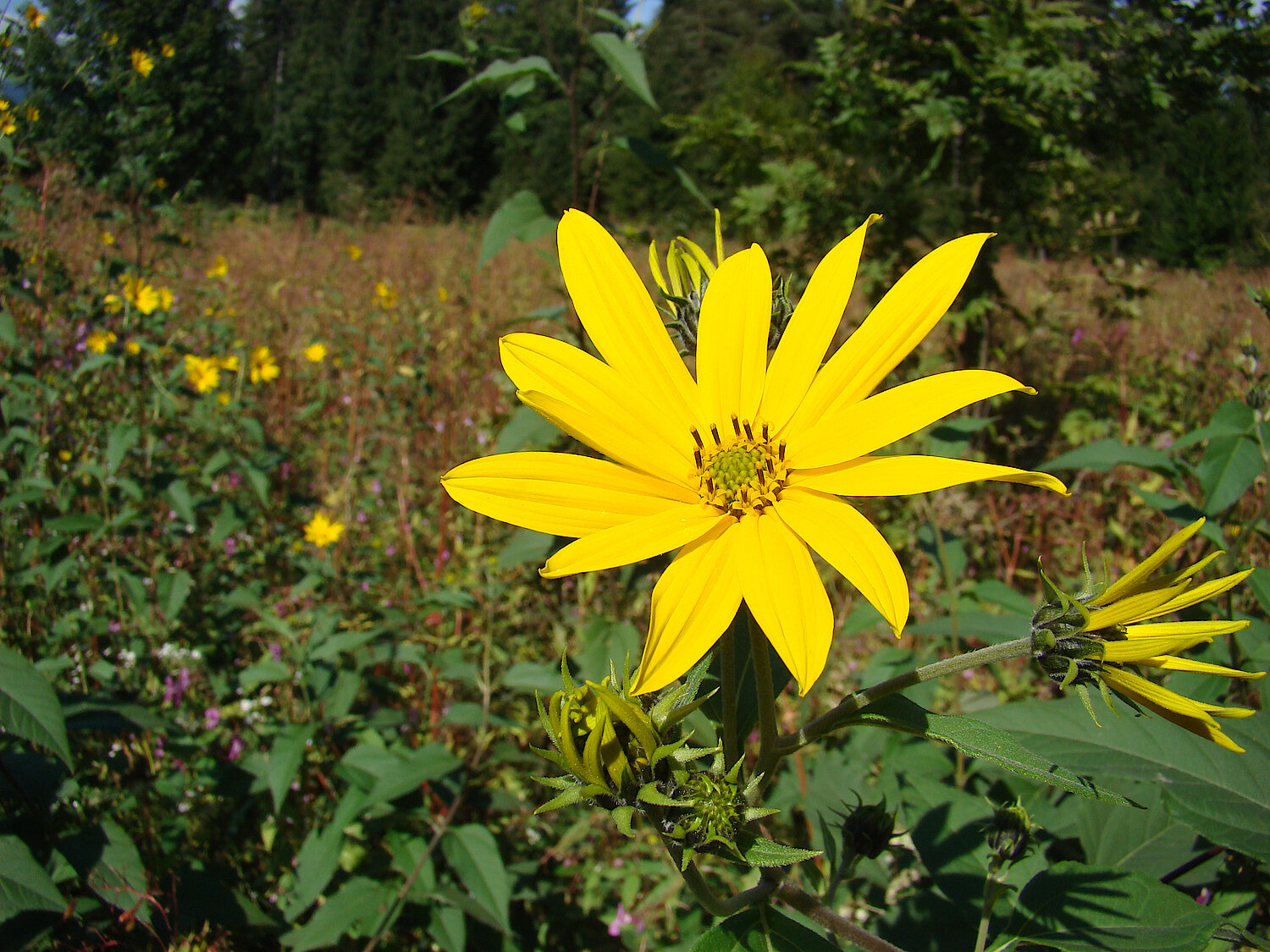 Sonnengelbe Blüte der Topinambur