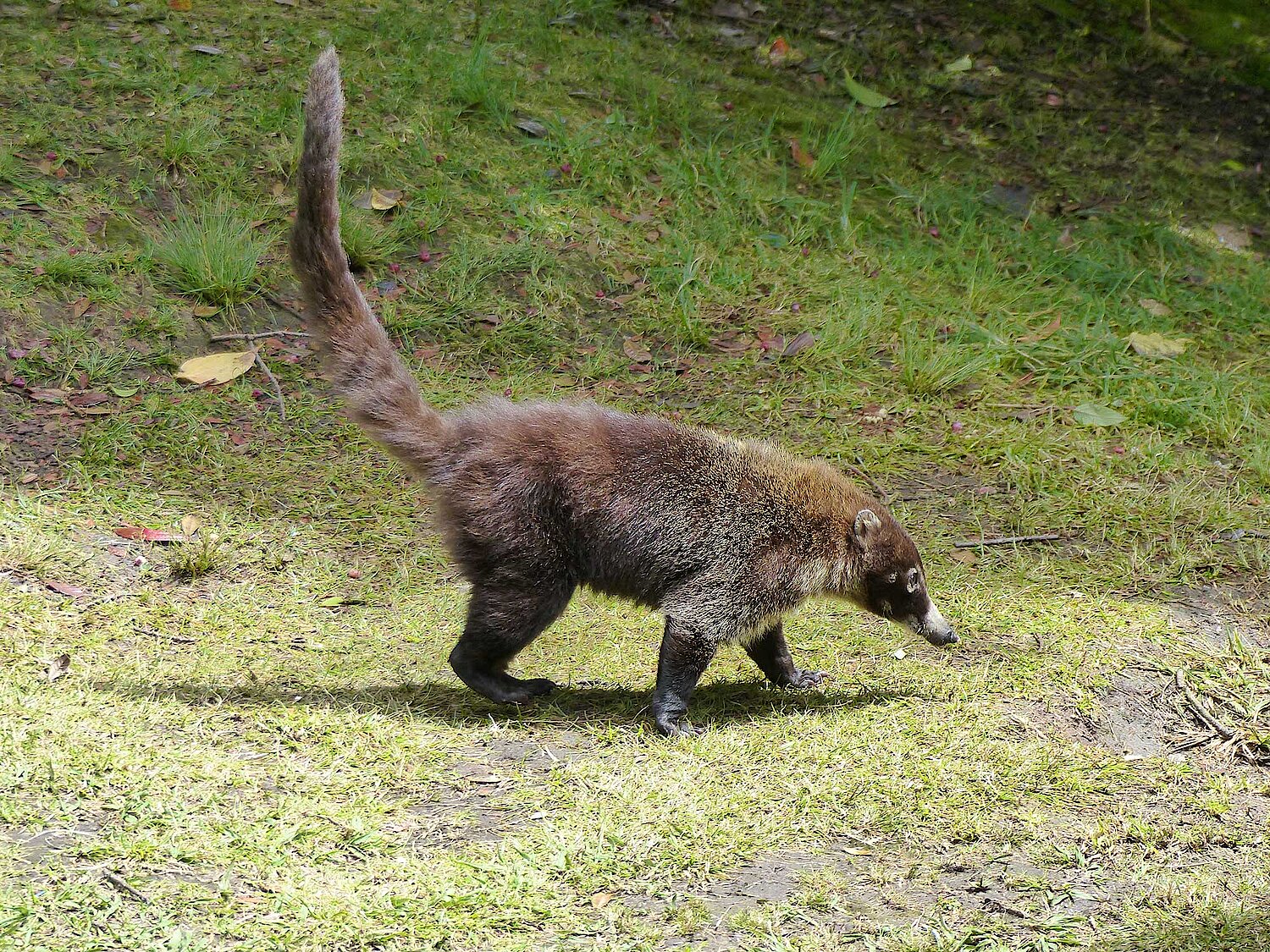 Foto Nasenbär