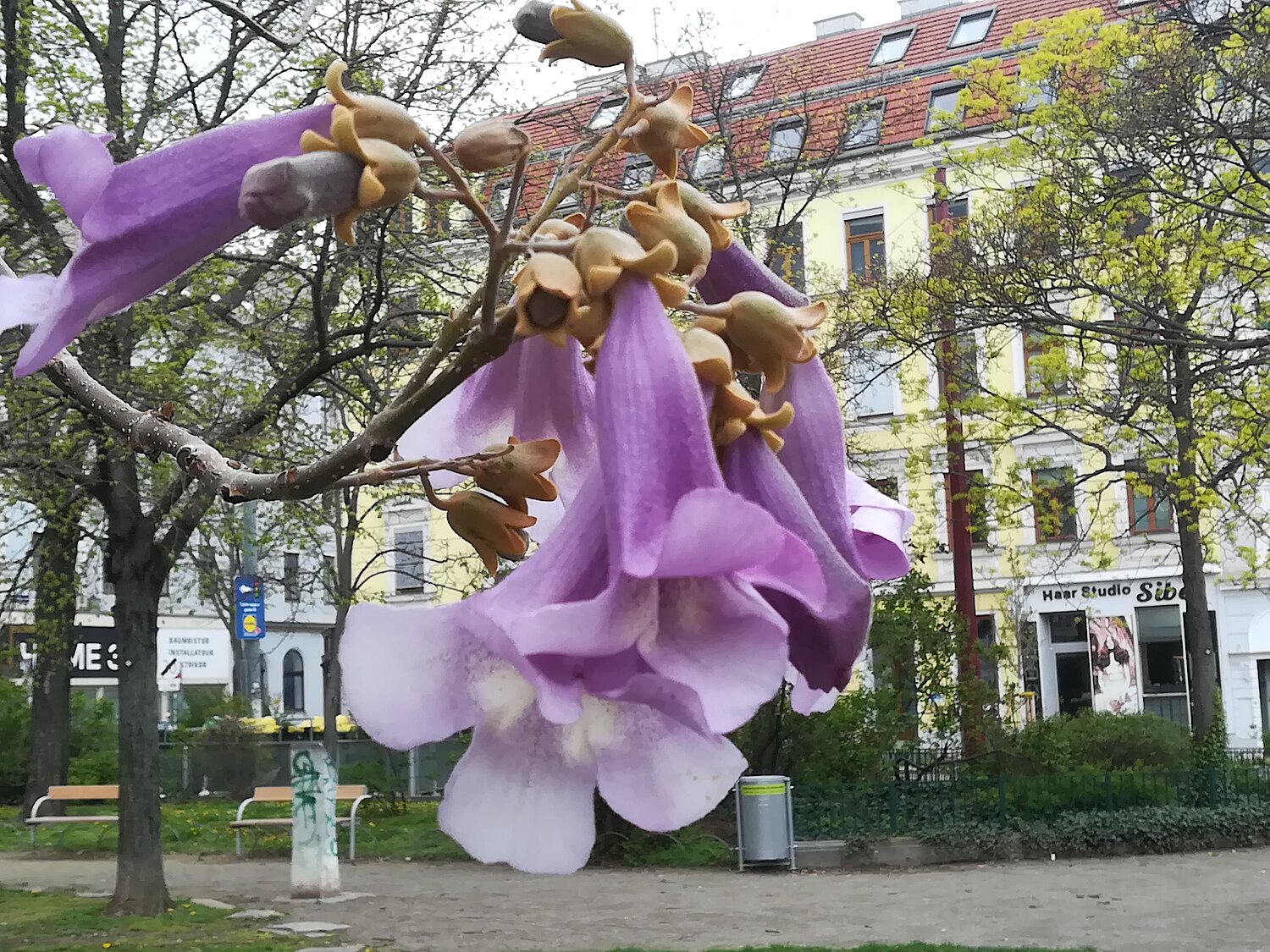 Blüte des Blauglockenbaumes.