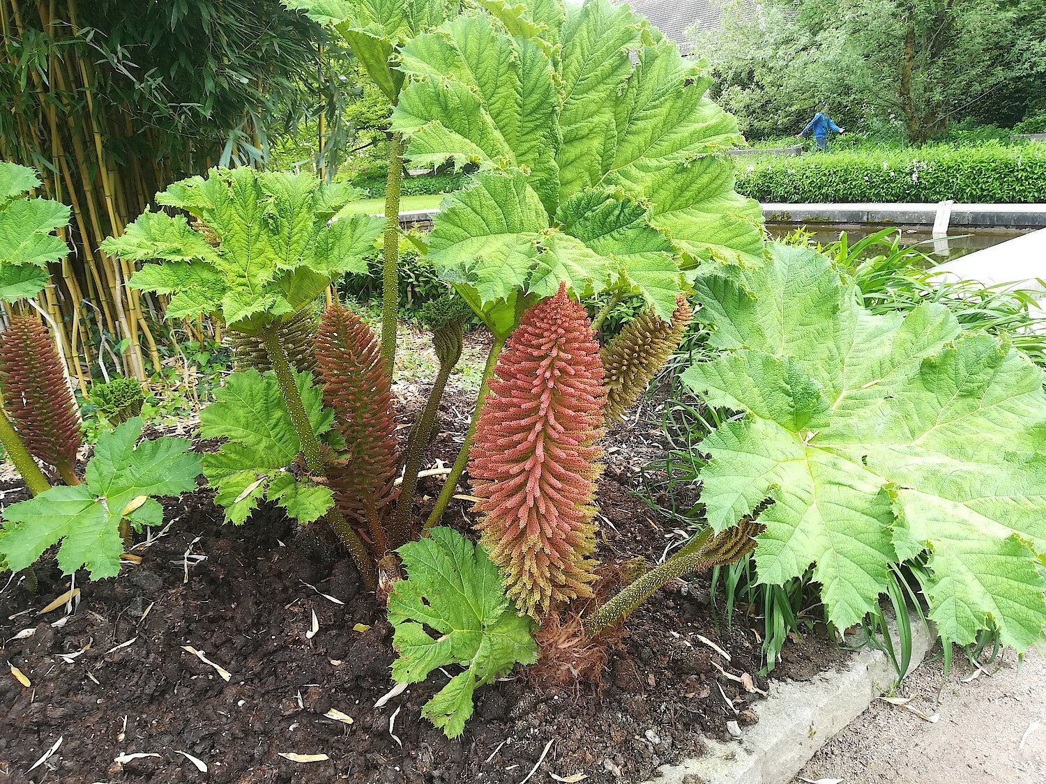 Mammutblatt mit Blütenständen, fotografiert im Botanischen Garten Linz.