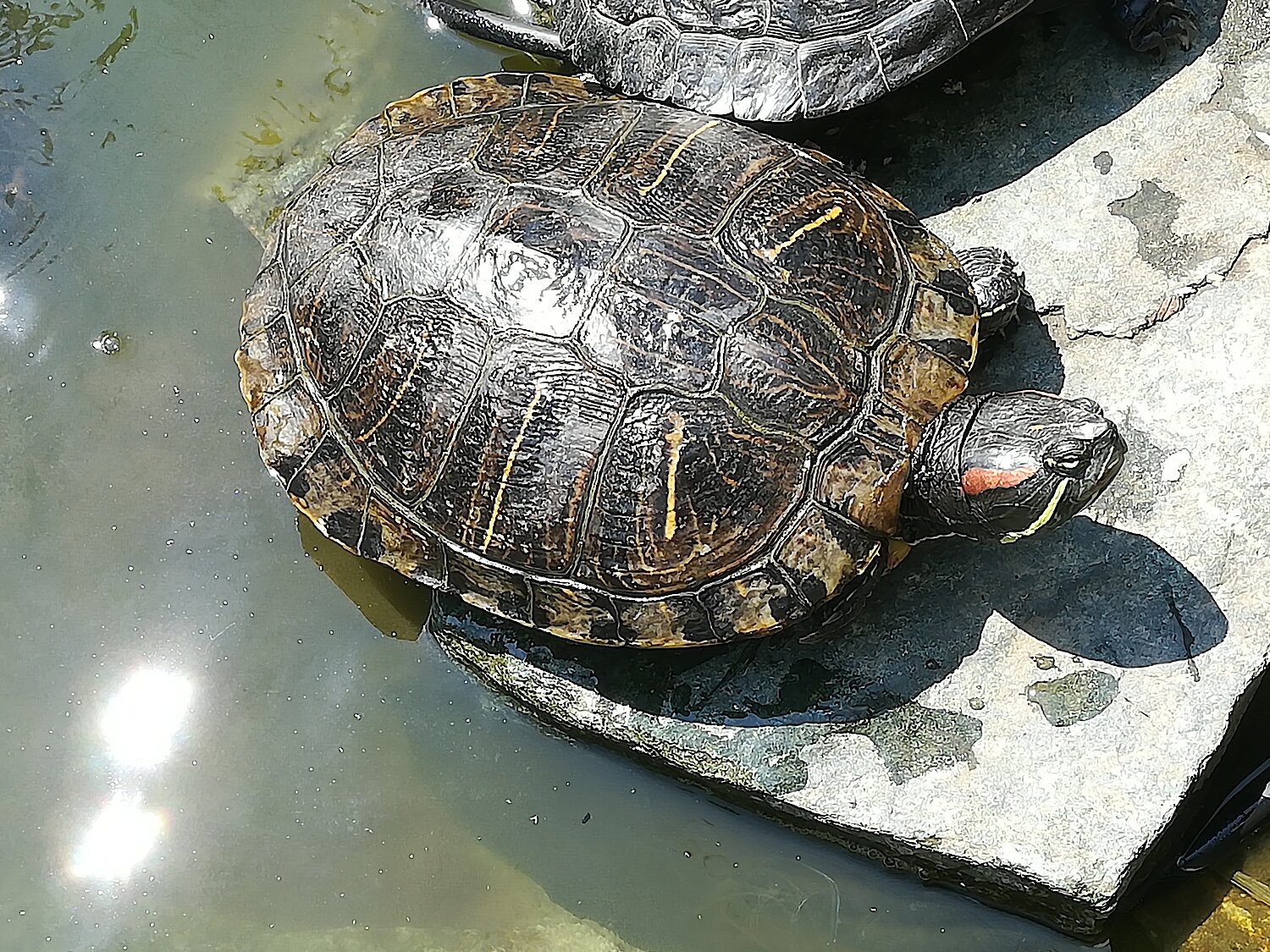 Eine Nordamerikanische Schmuckschildkröte sonnt sich auf einem Stein.