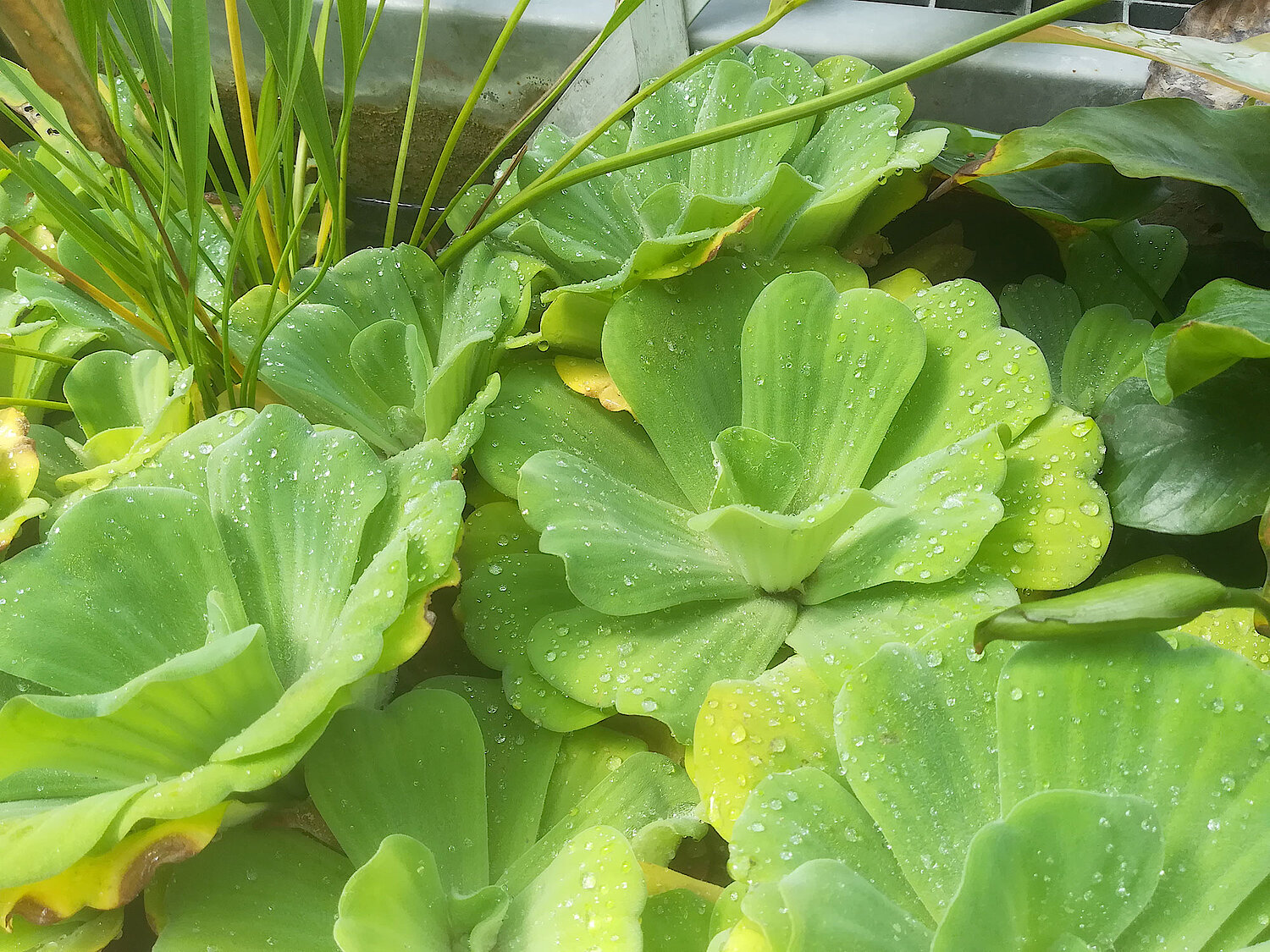 Foto Wassersalat Pistia stratiotes