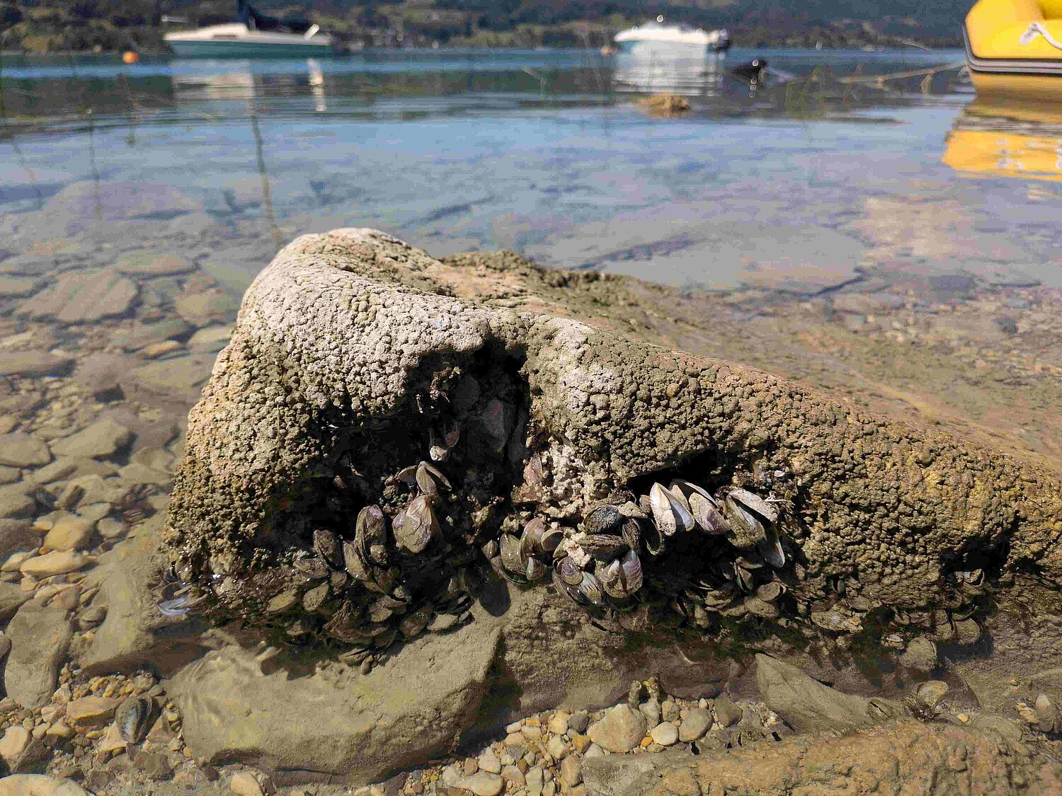 Ein dicht mit Quagga-Muscheln bedeckter, großer Stein im Uferbereich des Attersees.