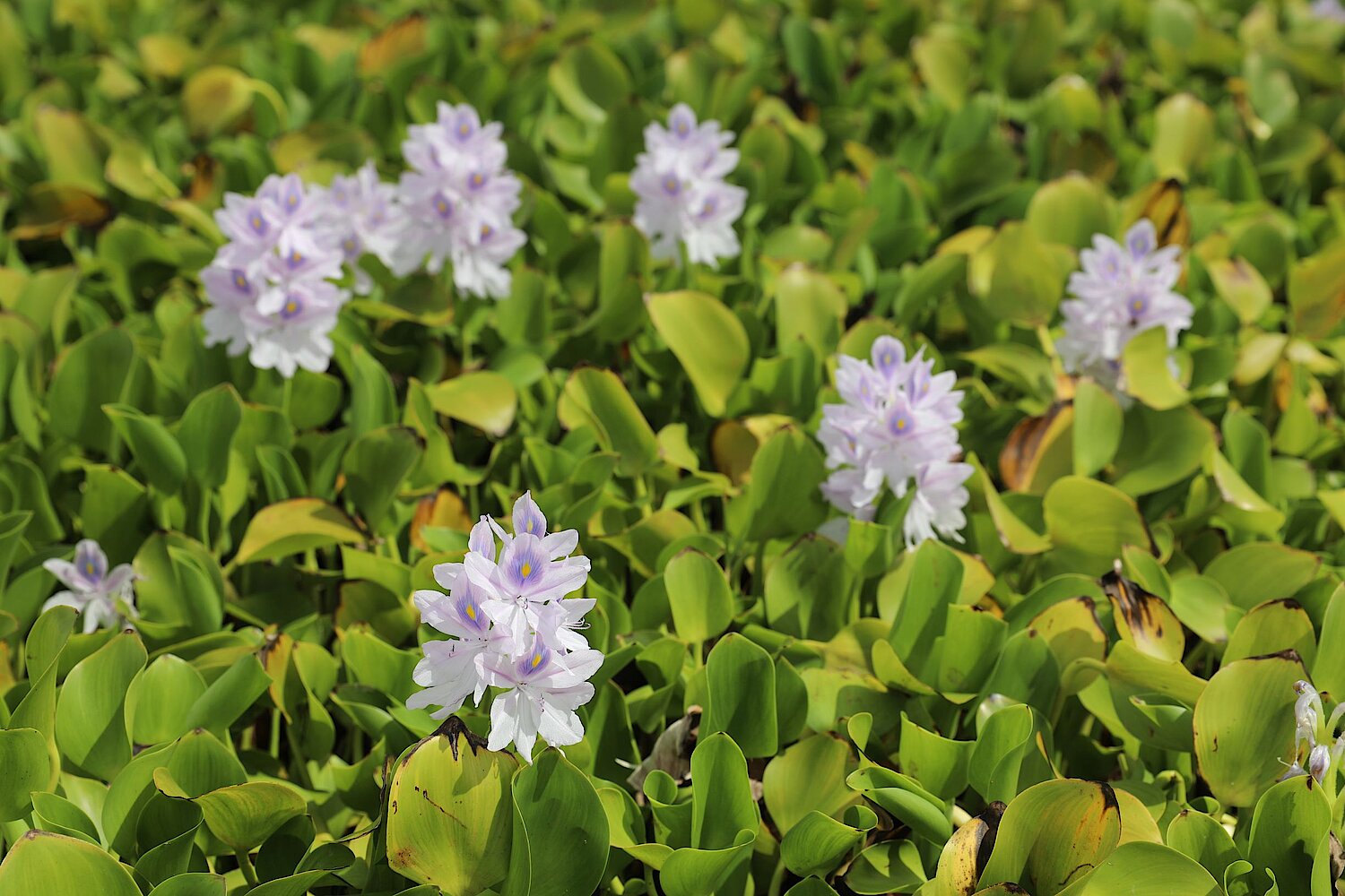 Hellviolette Blüten der Wasserhyazinthe