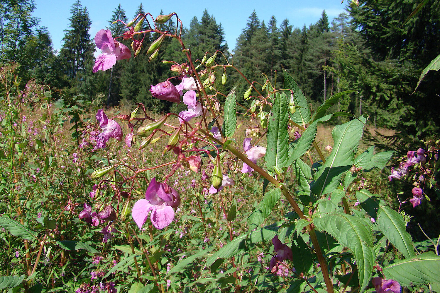 Foto Drüsiges Springkraut 