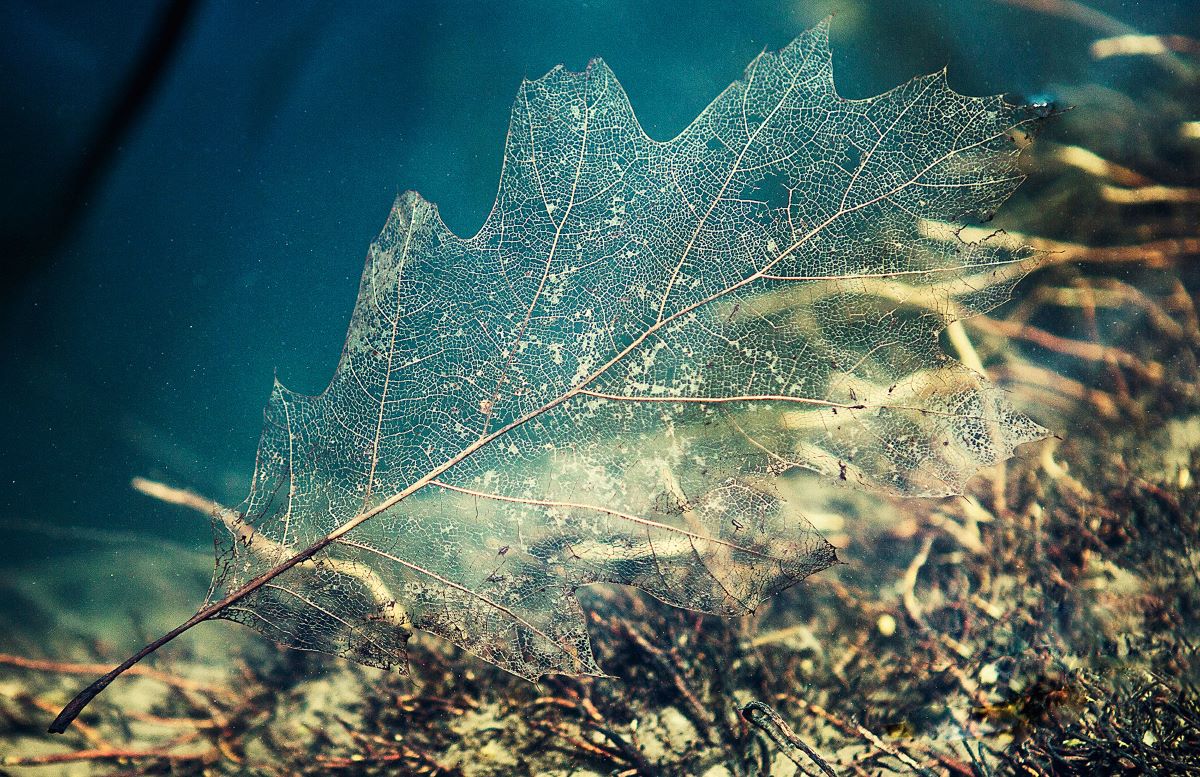 Foto Marzeriertes Blatt