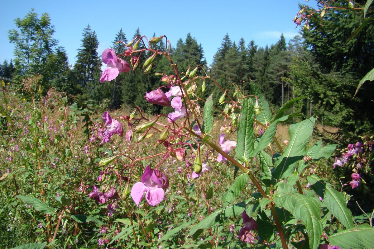 Drüsiges Springkraut - Impatiens glandulifera Drüsiges Springkraut auf einer Wiese im Wald