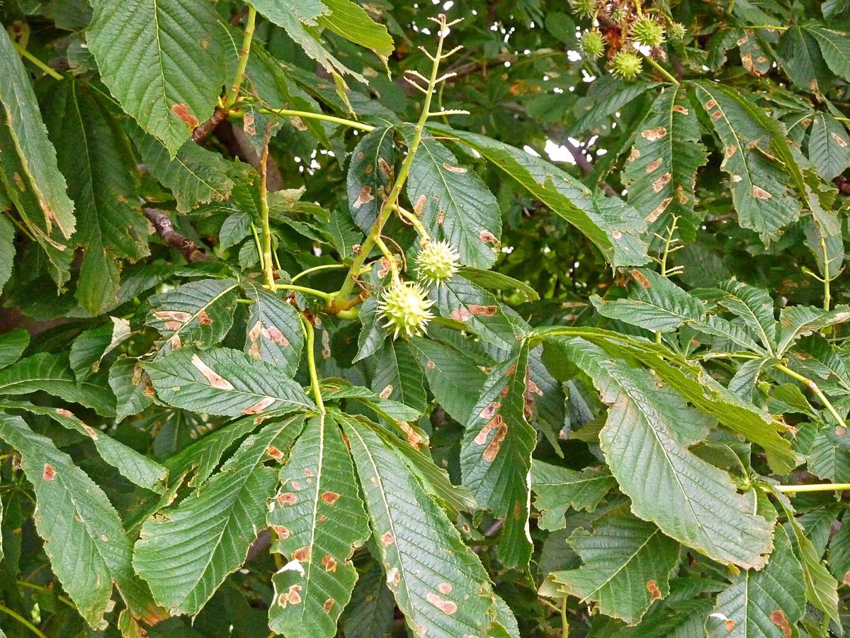 Foto Schäden durch Kastanien Miniermotten