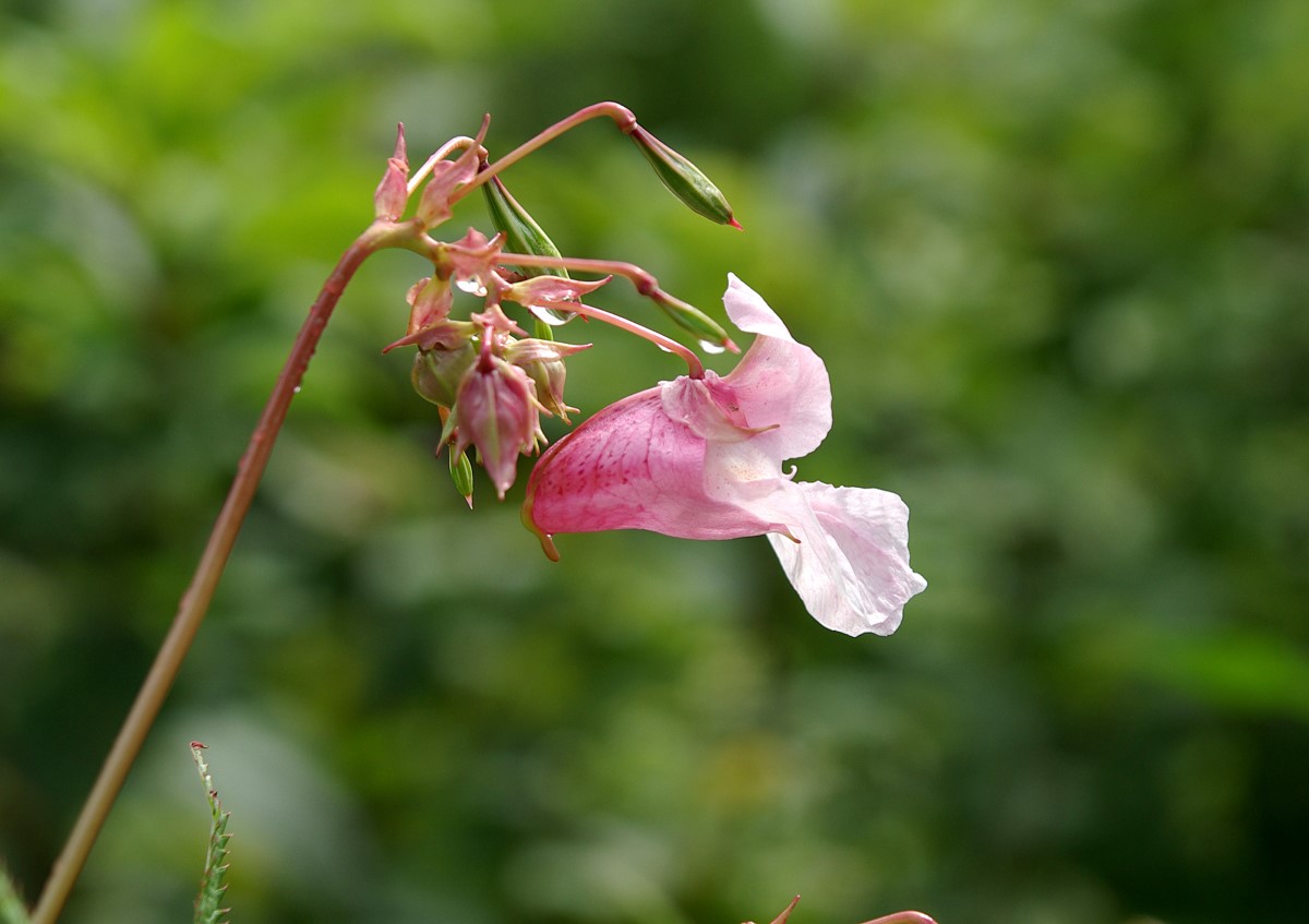 Drüsiges Springkraut - Impatiens glandulifera Foto Blüte Indisches Springkraut