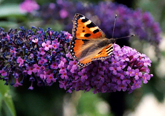 Foto Schmetterling