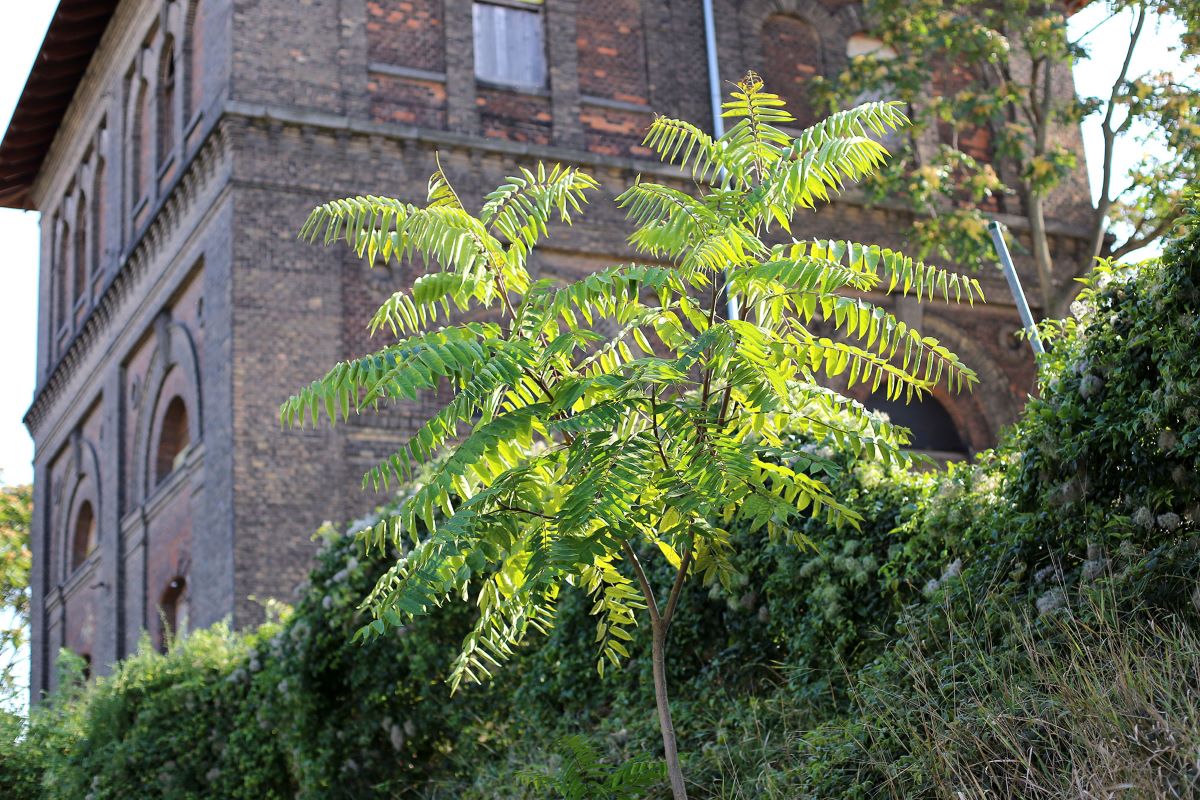 Strauchähnlicher Götterbaum auf einer Hausmauer.