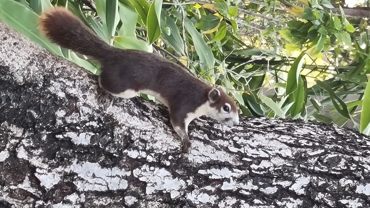 Finlayson-Hörnchen auf einem Baumstamm kletternd.