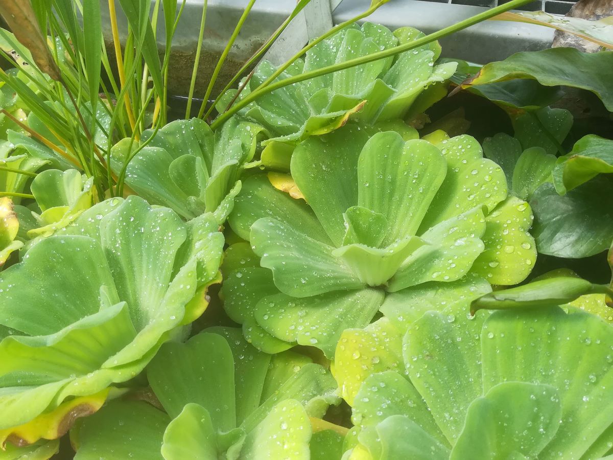 Foto Wassersalat Pistia stratiotes 