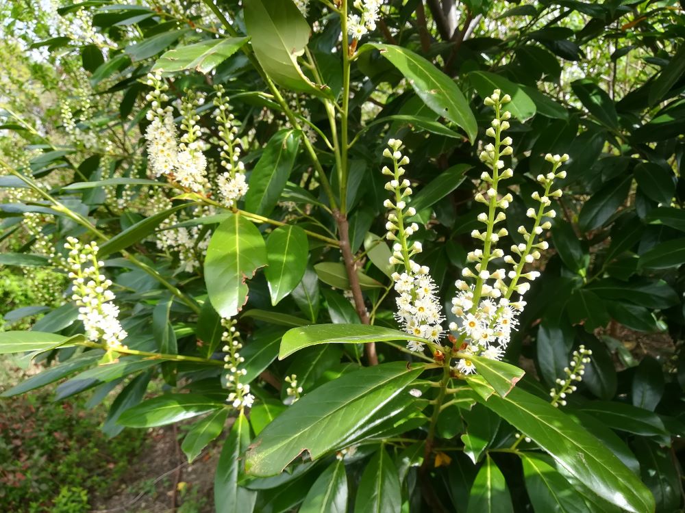 Der Kirschlorbeer, ein beliebter Zierstrauch, darf in der Schweiz nicht mehr in Verkehr gebracht werden. Der immergrüne Kirschlorbeer ist eine invasive gebietsfremde Pflanze. Das Bild zeigt die aufrechten, weißen Blütenrispen.