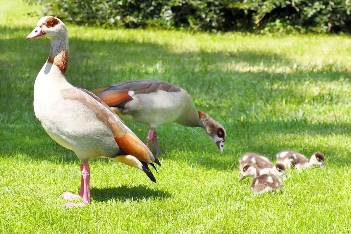 Nilgans-Pärchen mit vier Jungen auf einer grünen Rasenfläche. 