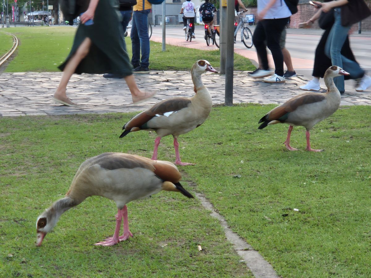 Nilgänse auf einer öffentlichen Grünfläche in Frankfurt.