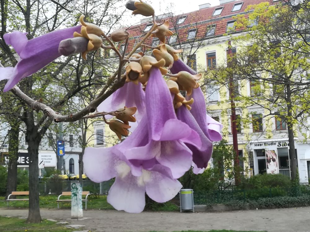 Blüte des Blauglockenbaumes.