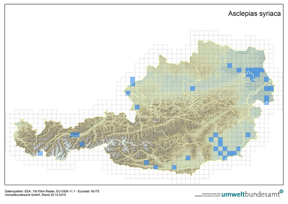 Die Karte zeigt die Verbreitung der Gewöhnlichen Seidenpflanze in Österreich (Nachweise bis 2019).