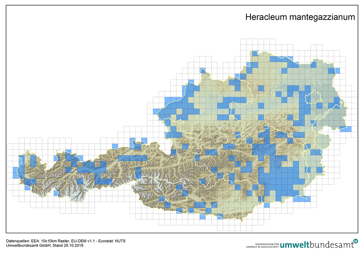 Die Karte zeigt die Verbreitung des Riesen-Bärenklaus in Österreich (Nachweise bis 2019). 