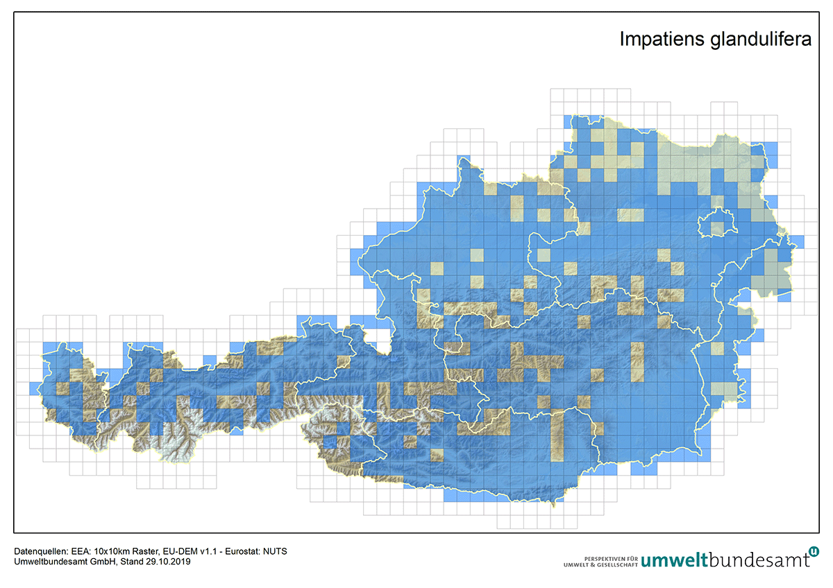 Die Karte zeigt die Verbreitung des Drüsigen Springkrauts in Österreich (Nachweise bis 2019).