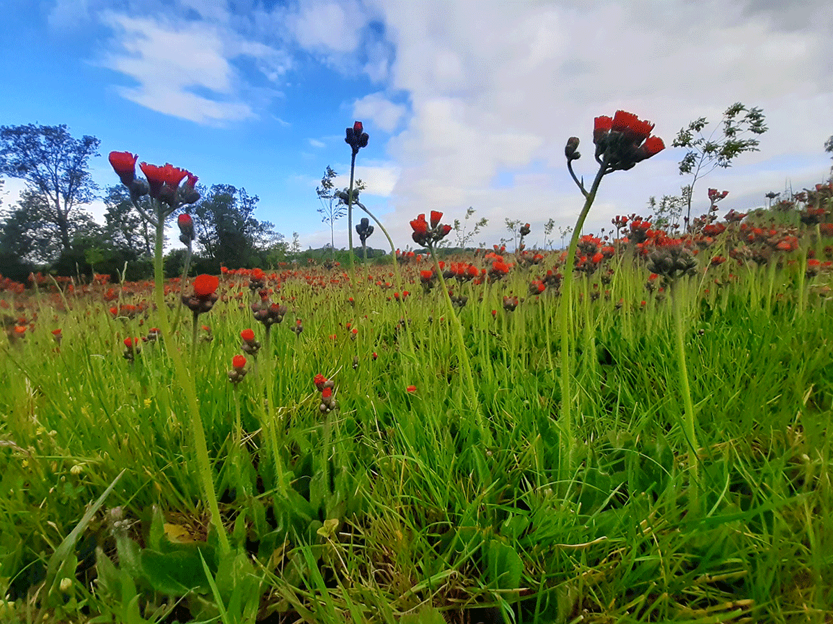 Orangerotes Habichtskraut in einer Wiese.