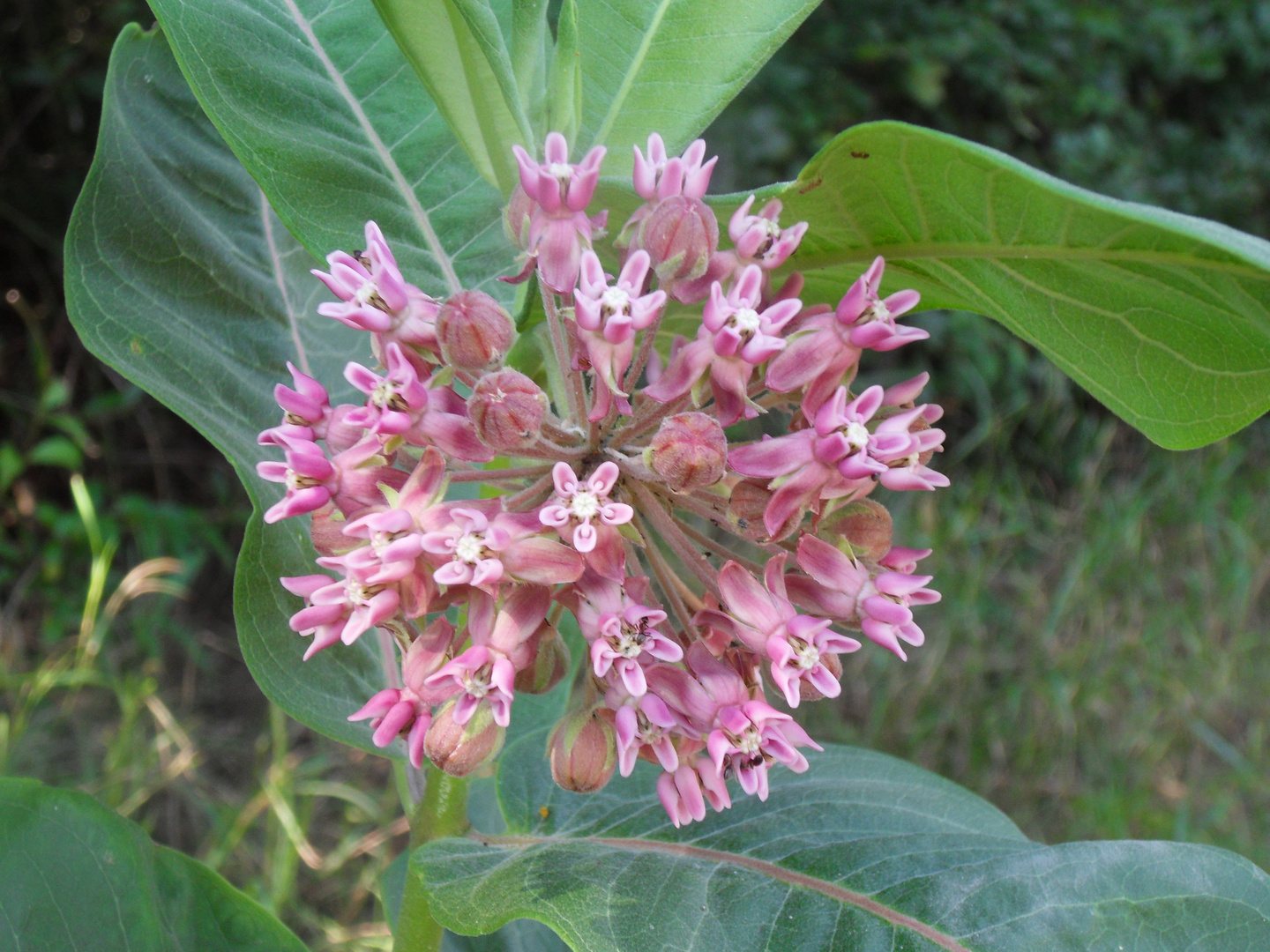 Die wärmeliebende Seidenpflanze breitet sich in den Tieflagen Österreichs zunehmend aus. Sie kann dichte Bestände bilden und verdrängt dann heimische Arten. Hübscher, rosa Blütenkopf der Seidenpflanze in Nahaufnahme.